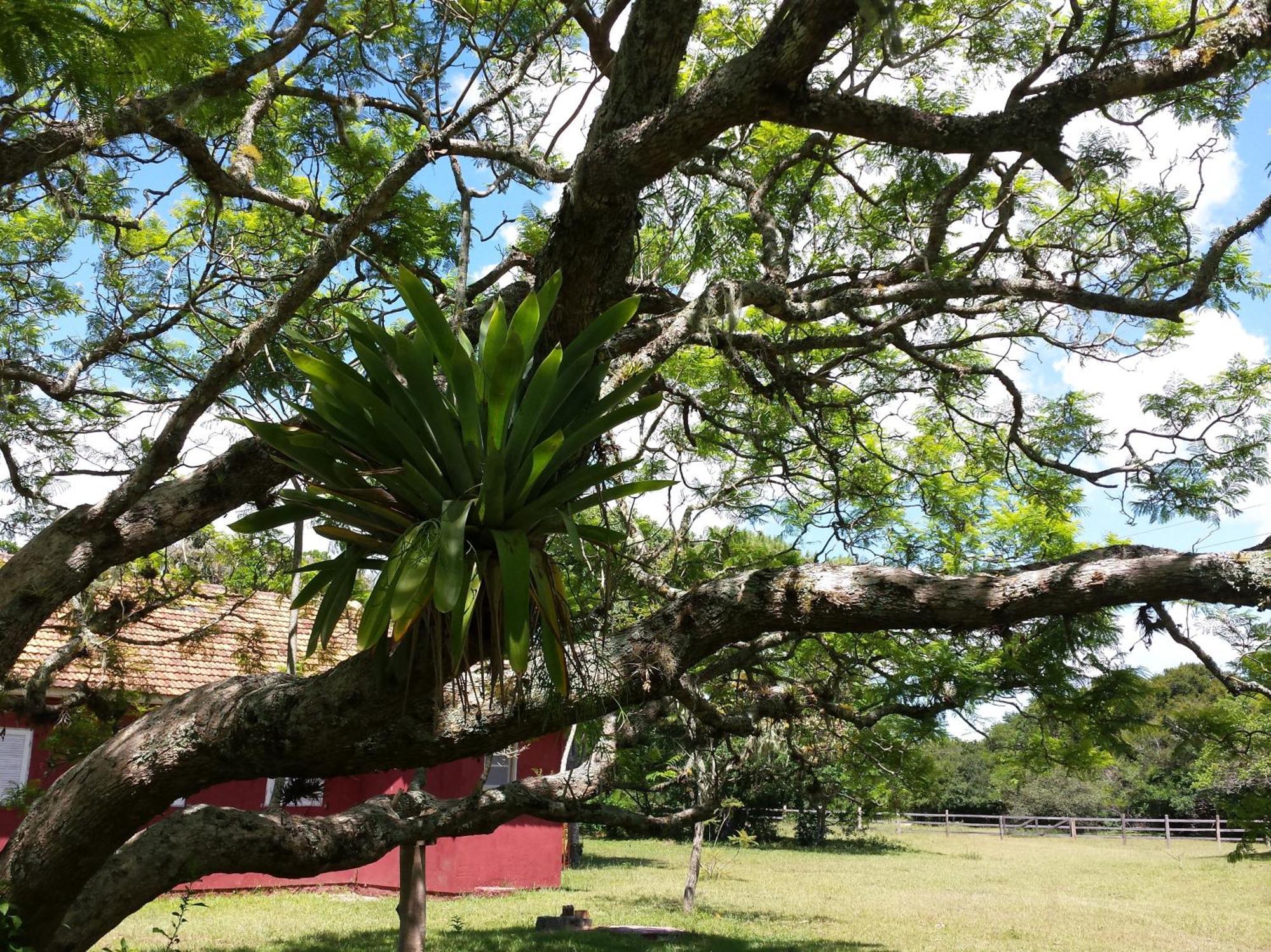 Aldeia Santuario Das Aves Tavares Rom bilde