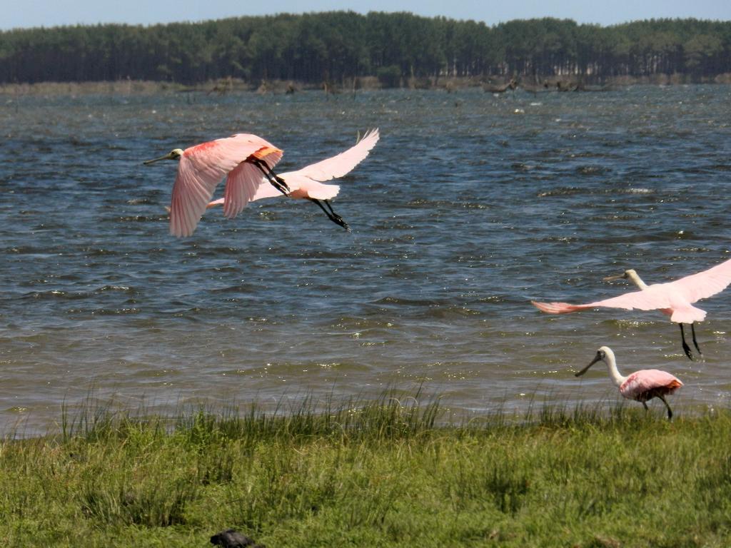 Aldeia Santuario Das Aves Tavares Eksteriør bilde