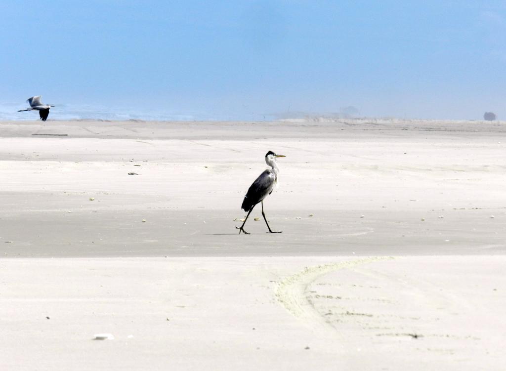 Aldeia Santuario Das Aves Tavares Eksteriør bilde